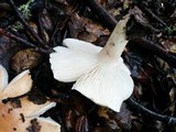 Hygrophorus roseobrunneus image