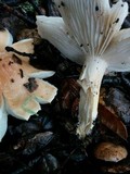 Hygrophorus roseobrunneus image