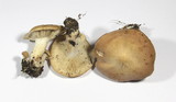 Rhodocybe gemina image