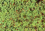 Cladonia caespiticia image