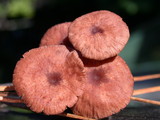 Gymnopus villosipes image