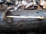 Parasola conopilea image