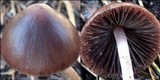 Psathyrella bipellis image