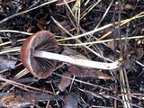 Psathyrella bipellis image