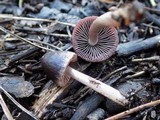 Psathyrella bipellis image