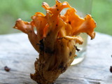 Craterellus odoratus image