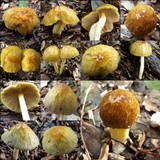 Bolbitius titubans var. olivaceus image