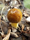 Bolbitius titubans var. olivaceus image