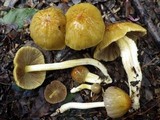 Bolbitius titubans var. olivaceus image