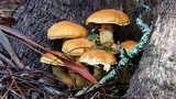 Gymnopilus ventricosus image