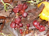 Tubaria vinicolor image