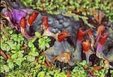 Peltigera neopolydactyla image