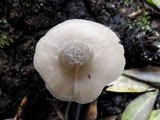 Pluteus salicinus image