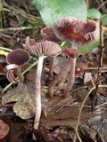 Mycena pura image