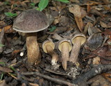 Leccinellum crocipodium image