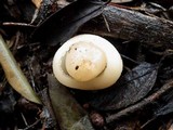 Peziza vesiculosa image