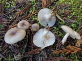 Clitocybe fragrans image