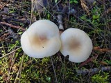 Clitocybe fragrans image