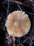 Caulorhiza umbonata image