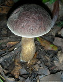 Leccinellum crocipodium image