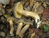Leccinellum crocipodium image
