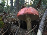 Amanita muscaria f. flavivolvata image