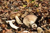 Lactarius argillaceifolius var. megacarpus image