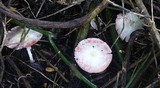 Agaricus silvicola image
