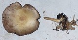 Agaricus silvicola image
