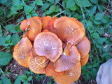 Gymnopilus luteofolius image