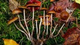 Psilocybe fuscofulva image