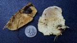 Trametopsis cervina image