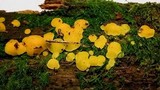 Ditiola peziziformis image