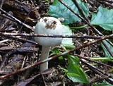 Agaricus silvicola image