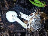 Agaricus silvicola image