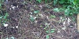 Agaricus silvicola image