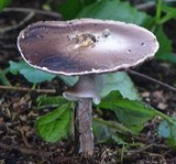 Agaricus silvicola image