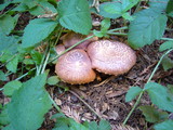 Gymnopilus luteofolius image