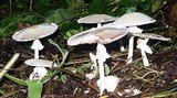 Agaricus silvicola image