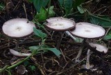 Agaricus silvicola image