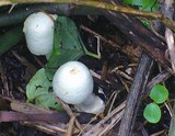 Agaricus silvicola image