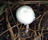 Agaricus silvicola image