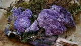 Nectriopsis violacea image