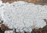 Ceratiomyxa fruticulosa var. fruticulosa image