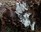 Ceratiomyxa fruticulosa var. fruticulosa image