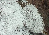 Ceratiomyxa fruticulosa var. fruticulosa image