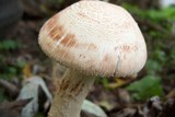 Amanita daucipes image