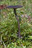 Entoloma serrulatum image