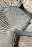 Entoloma serrulatum image