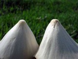 Conocybe apala image